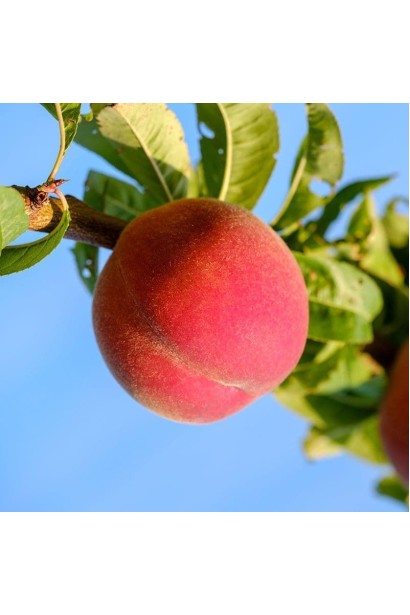 Плід персика Fleming Fury на тлі зеленого листя